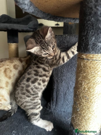 Bengal cats - Advert 2