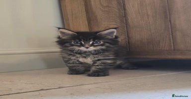 Maine Coon cats - Advert 2