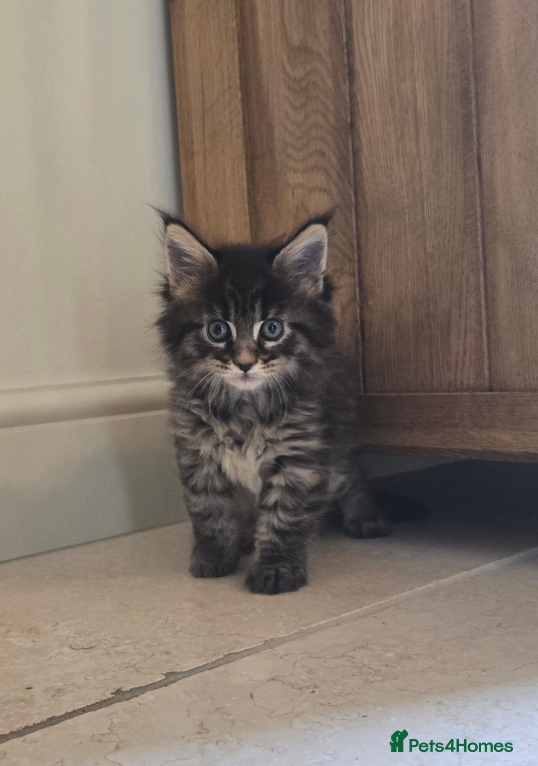 Maine Coon cats for sale: 4 Beautiful GCCF Registered Maine Coon Kittens  - Image 2