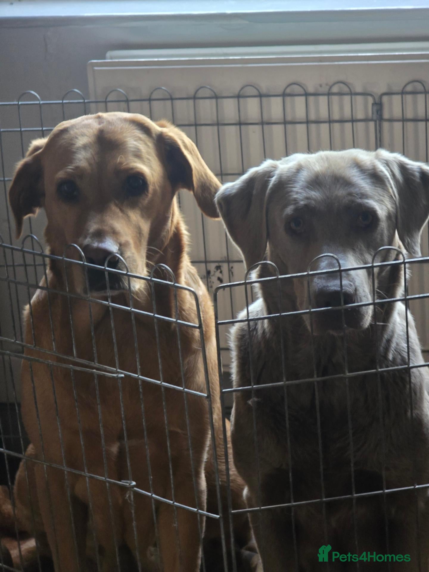 Labrador Retriever dogs Lovely playfull kc labrador puppies for sale - Advert 17