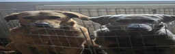 Labrador Retriever dogs for sale: Lovely playfull kc labrador puppies for sale - Advert 1