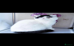 Exotic cats for sale: 🏆PREMIUM QUALITY KITTENS🏆 - Image 14