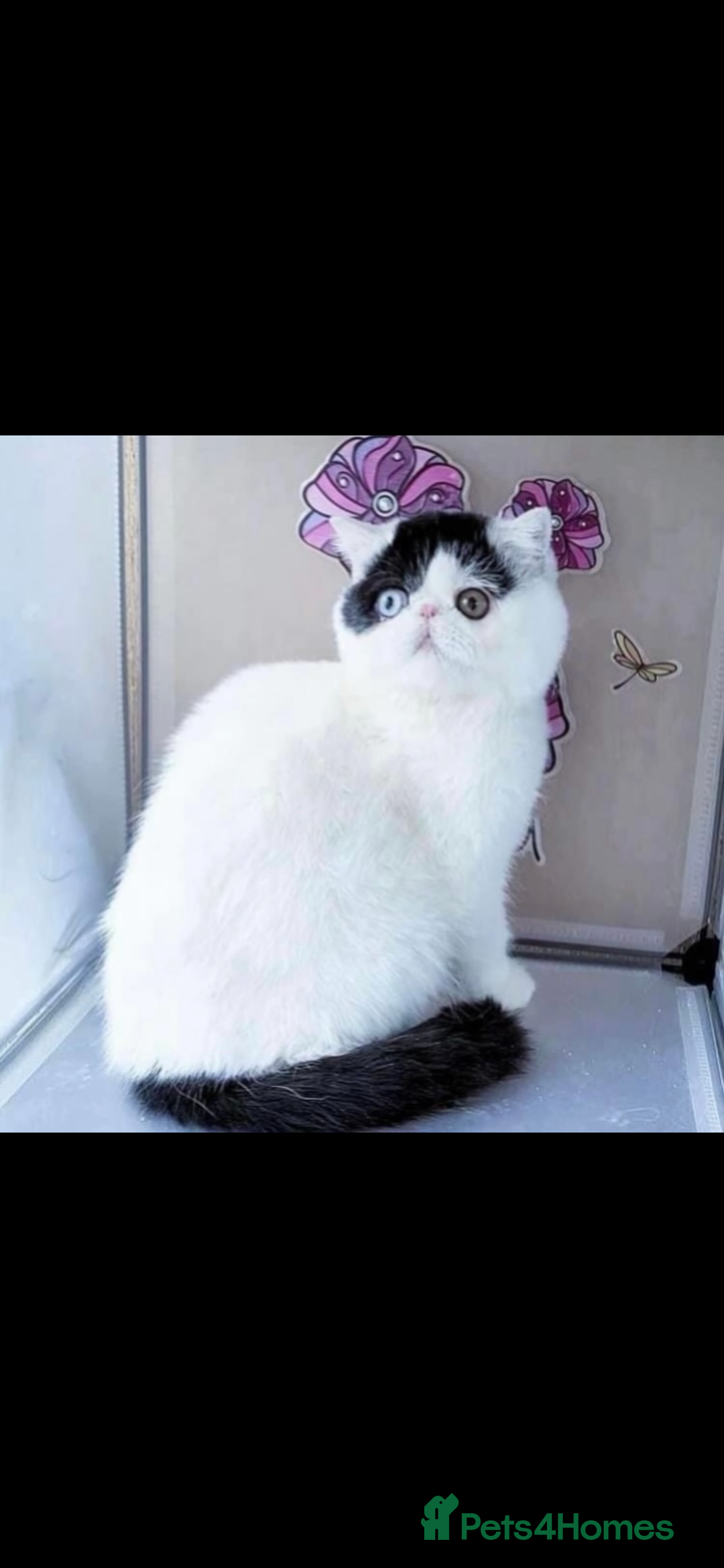 Exotic cats for sale: 🏆PREMIUM QUALITY KITTENS🏆 - Image 14