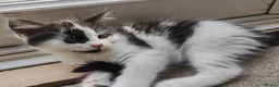 Mixed Breed cats for sale: Kittens - Advert 16