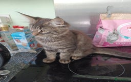 Maine Coon cats for sale: Beautiful Tabby Girl  - Image 6