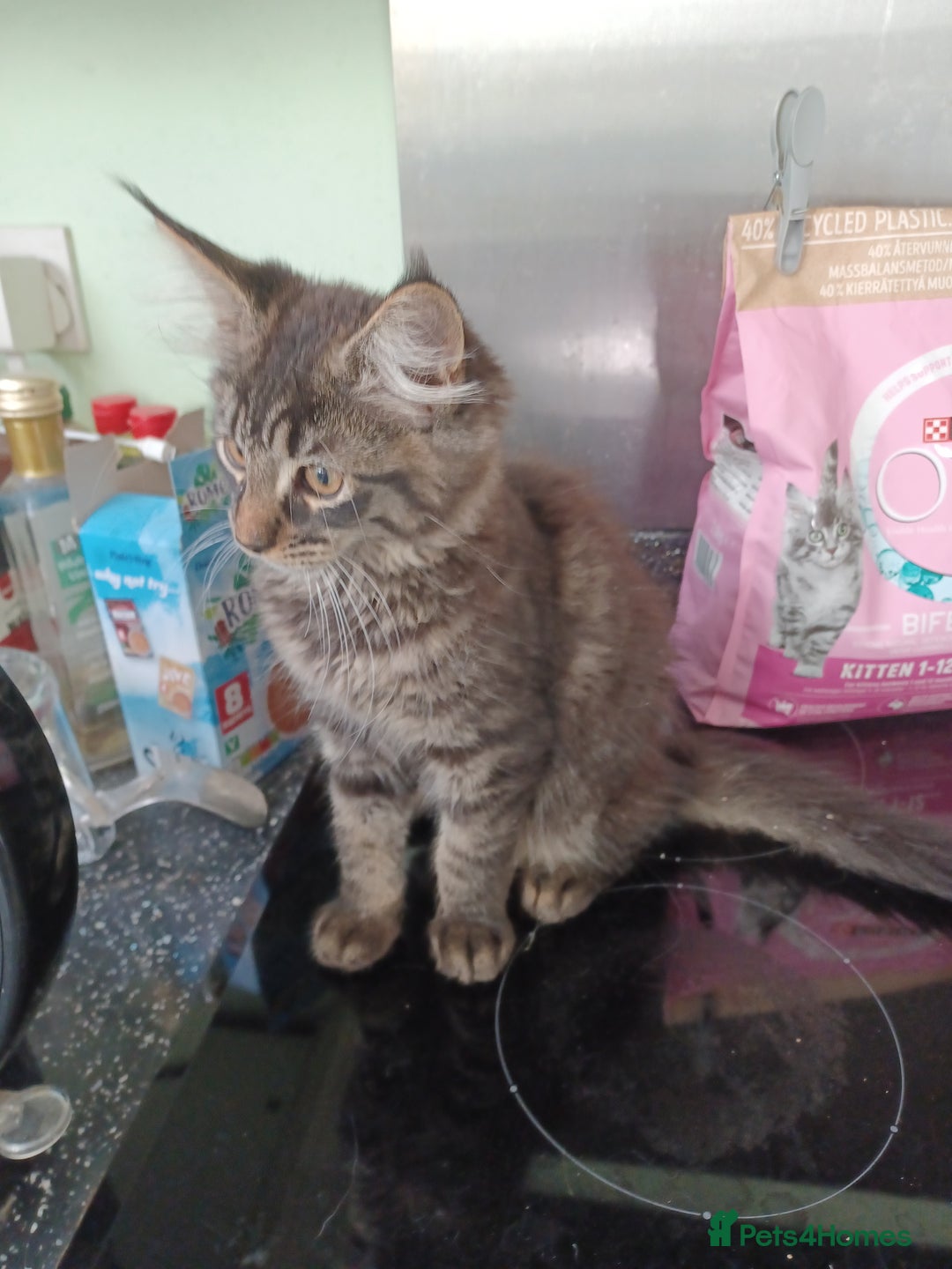 Maine Coon cats for sale: Beautiful Tabby Girl  - Image 6