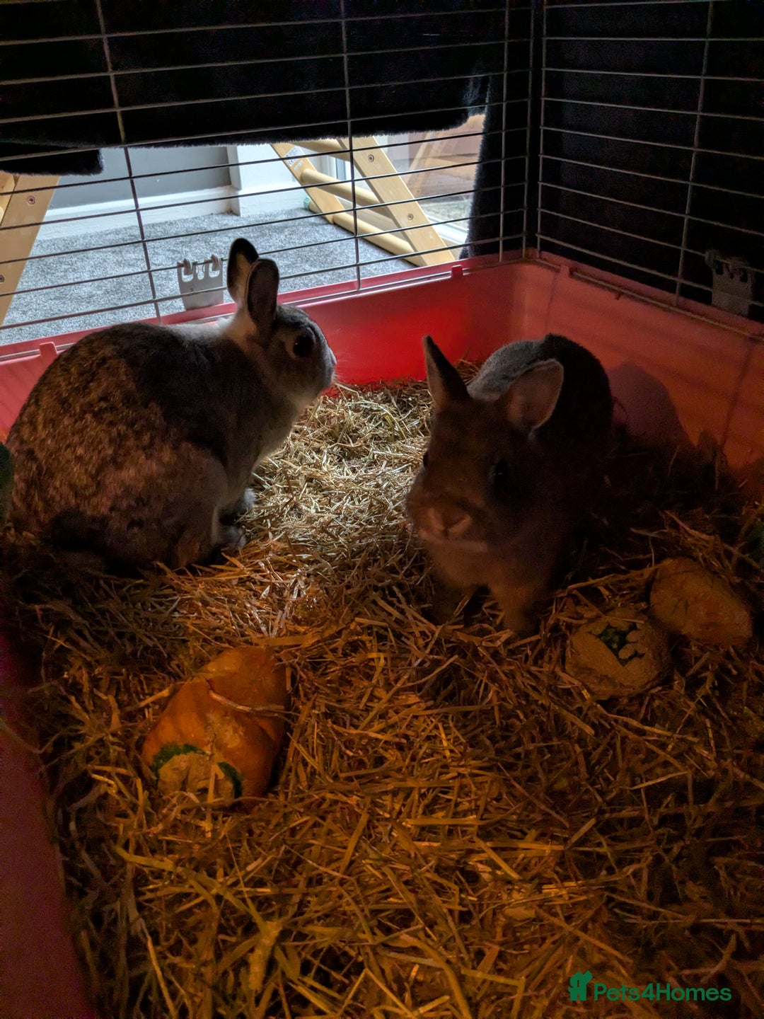 Mixed Breed rabbits for sale: Two dwarf sister rabbits - Image 2