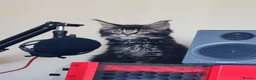 Maine Coon cats for sale: Amazing Maine Coon kittens 😍  - Advert 6