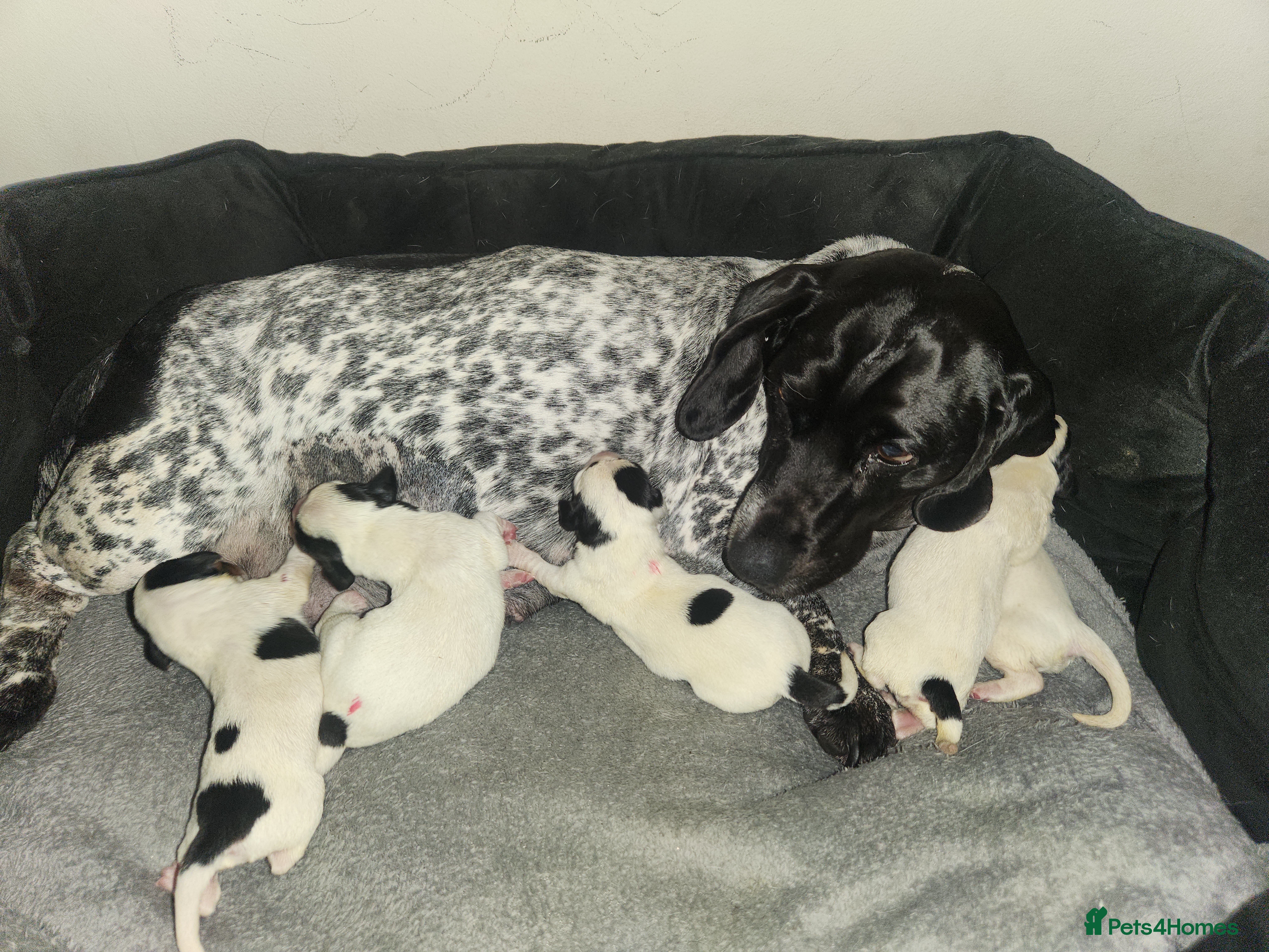 Dachshund dogs Lovely white dachshunds in Kensington  - Advert 9