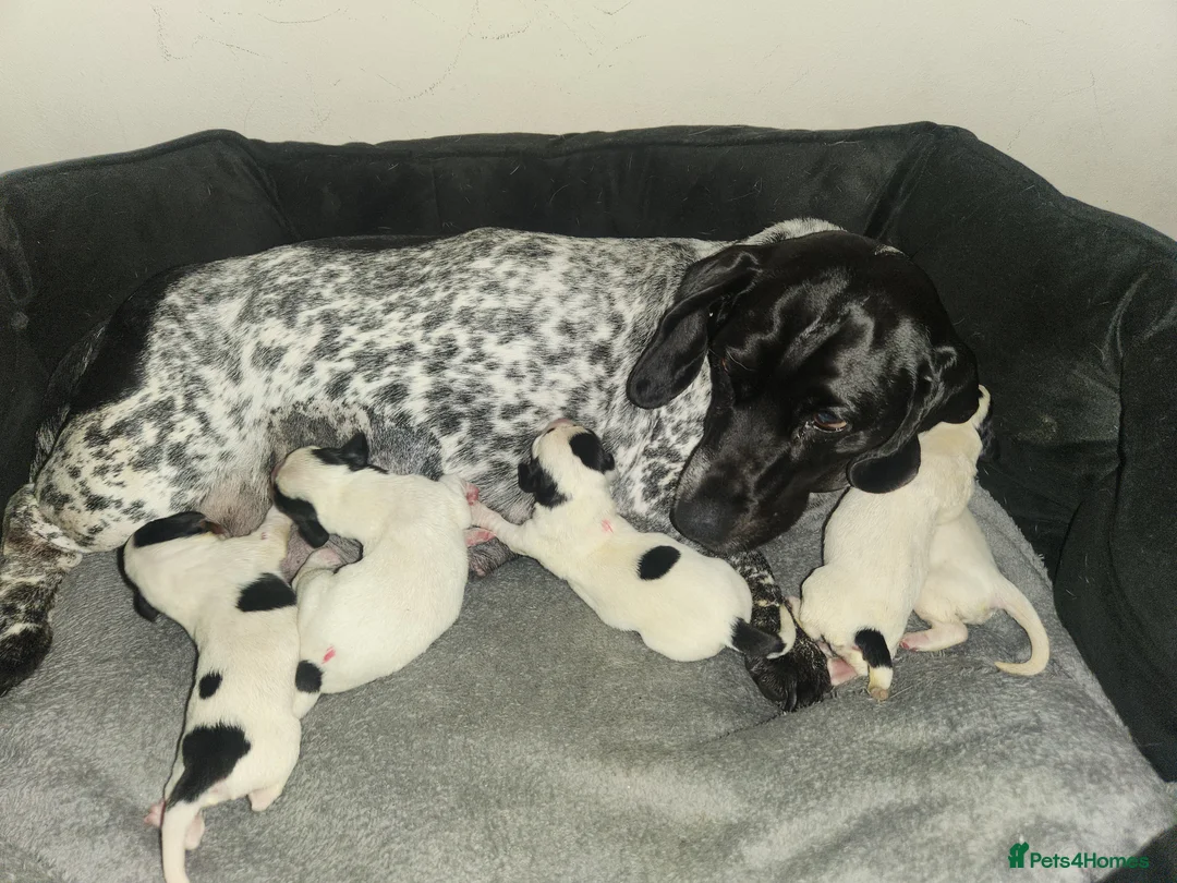 Dachshund dogs for sale: Lovely white dachshunds in Kensington  - Advert 1