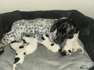 Dachshund dogs Lovely white dachshunds in Kensington - Advert 3