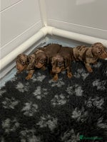 Miniature Dachshund dogs 🐾 KC Registered Miniature Dachshund Puppies🐾 - Advert 7