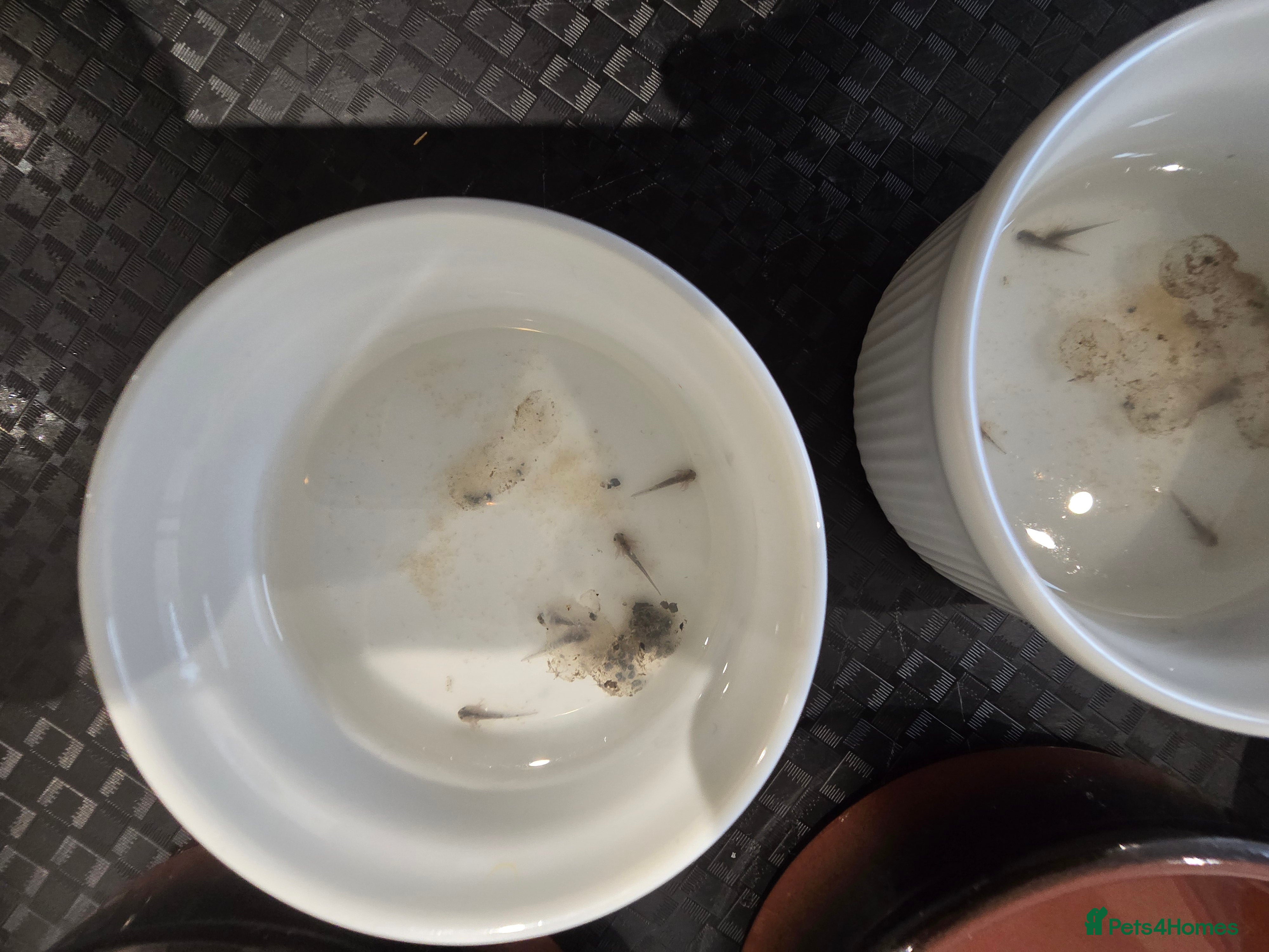 Axolotl reptiles 16 Leucistic Axolotl's for sale  - Advert 19