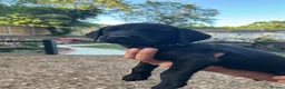 Labrador Retriever dogs for sale: 🐾  Champion Bloodline Health Tested Labradors🐾 - Advert 10