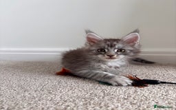 Maine Coon cats for sale: Reduced 🌟 GCCF Maine Coon Kitten 🌟 - Image 11
