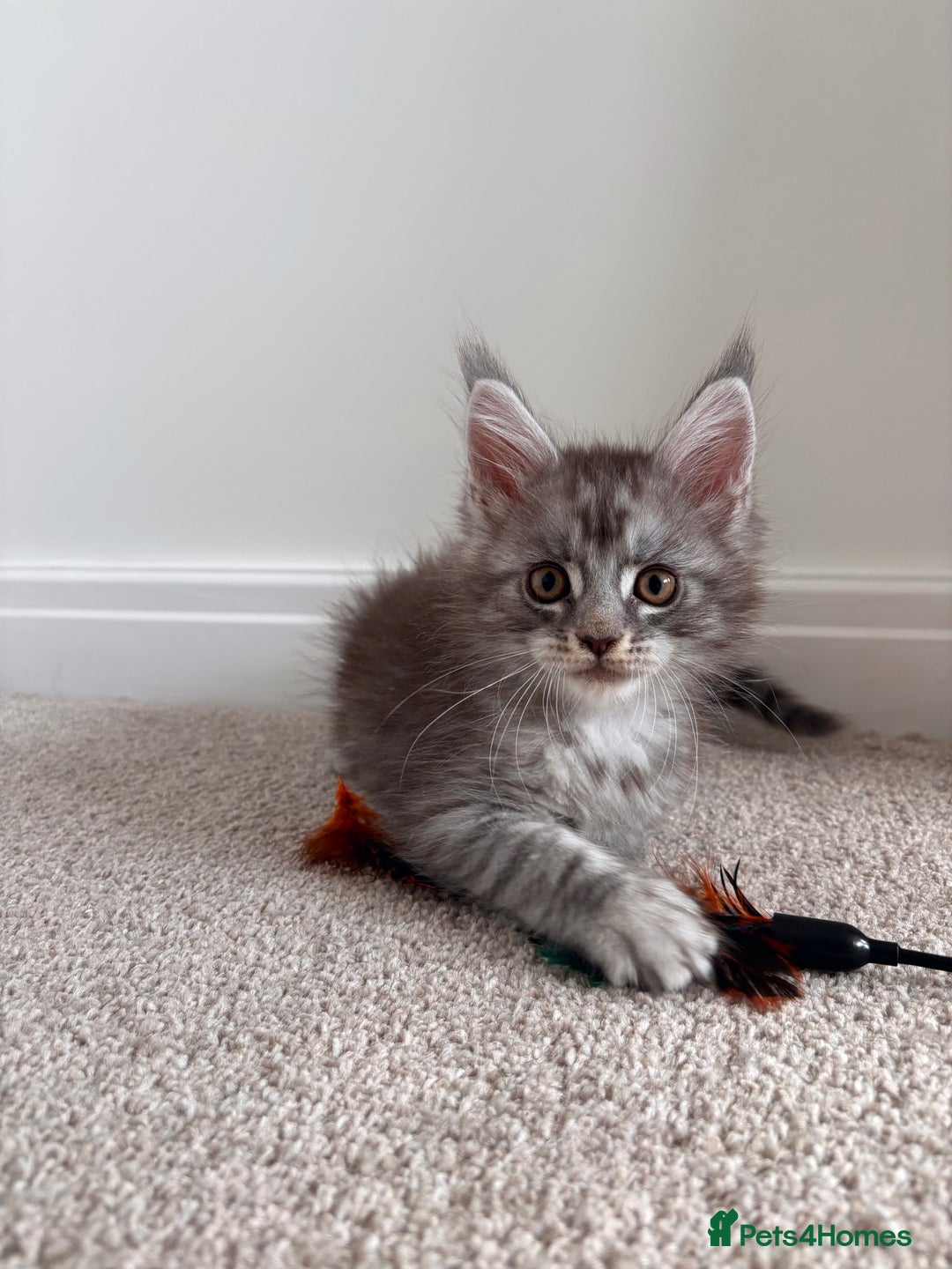 Maine Coon cats for sale: Reduced 🌟 GCCF Maine Coon Kitten 🌟 - Image 11
