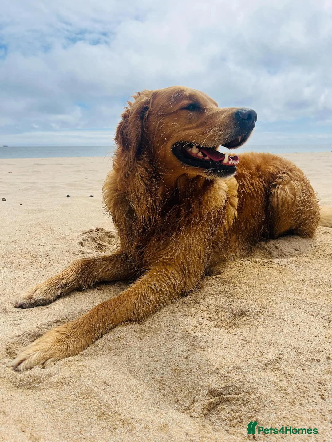 Golden Retriever dogs for stud: Handsome Henry -Proven Stud - Advert 2