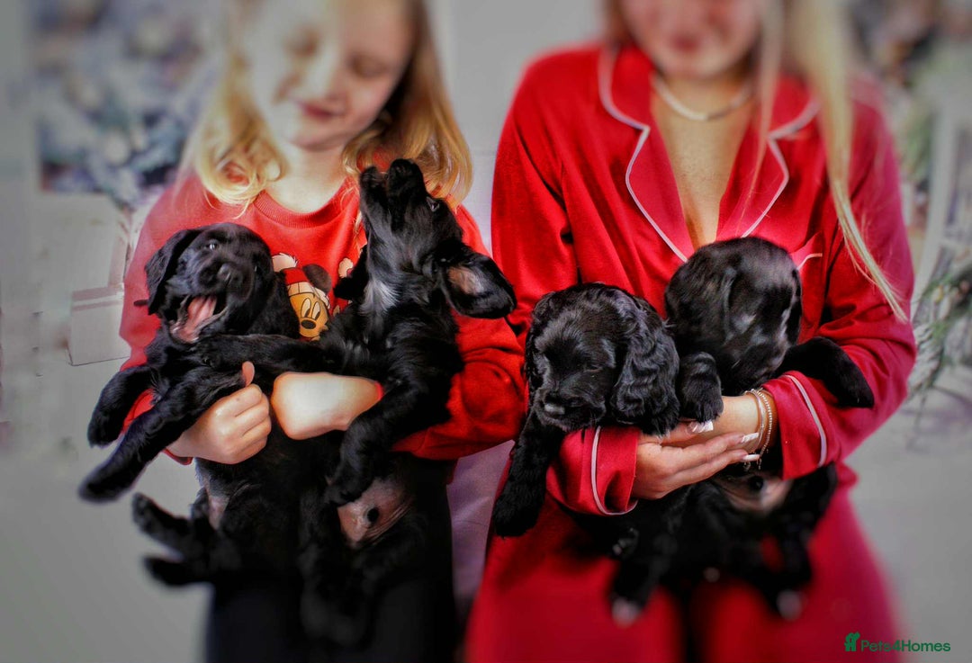 Cocker Spaniel dogs for sale: Cocker spaniel (working) - Advert 2