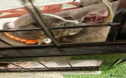 Staffordshire Bull Terrier dogs for sale: Stunning litter of Staffy Pups - Image 3