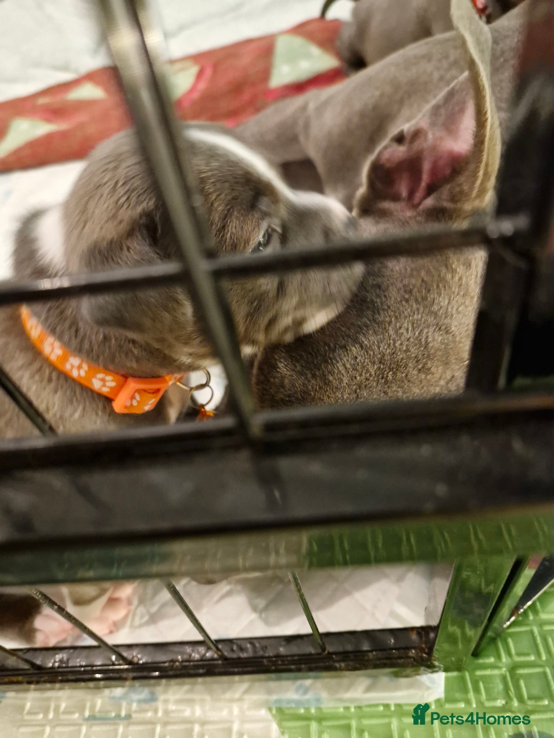 Staffordshire Bull Terrier dogs for sale: Stunning litter of Staffy Pups - Image 3