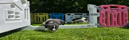 Mixed Breed dogs for sale: Whippet cross whippet lurcher - Advert 3