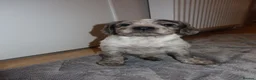 Cocker Spaniel dogs for sale: Cocker spaniel puppies tri - Advert 16