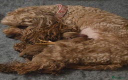 Cockapoo dogs for sale: Mini red cockapoo puppies ready 17th Jan 2026  - Advert 15