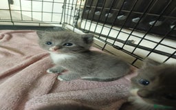 Mixed Breed cats for sale: Gorgeous grey and tabby grey kittens  - Image 2