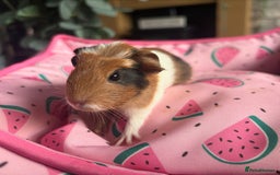 Guinea Pig rodents for sale: 3 female guinea pigs  - Image 3