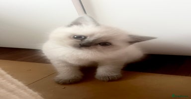 Scottish Fold cats - Advert 1