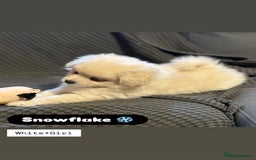 Mixed Breed dogs for sale: Adorable Pomapoo puppies- ready soon - Image 5