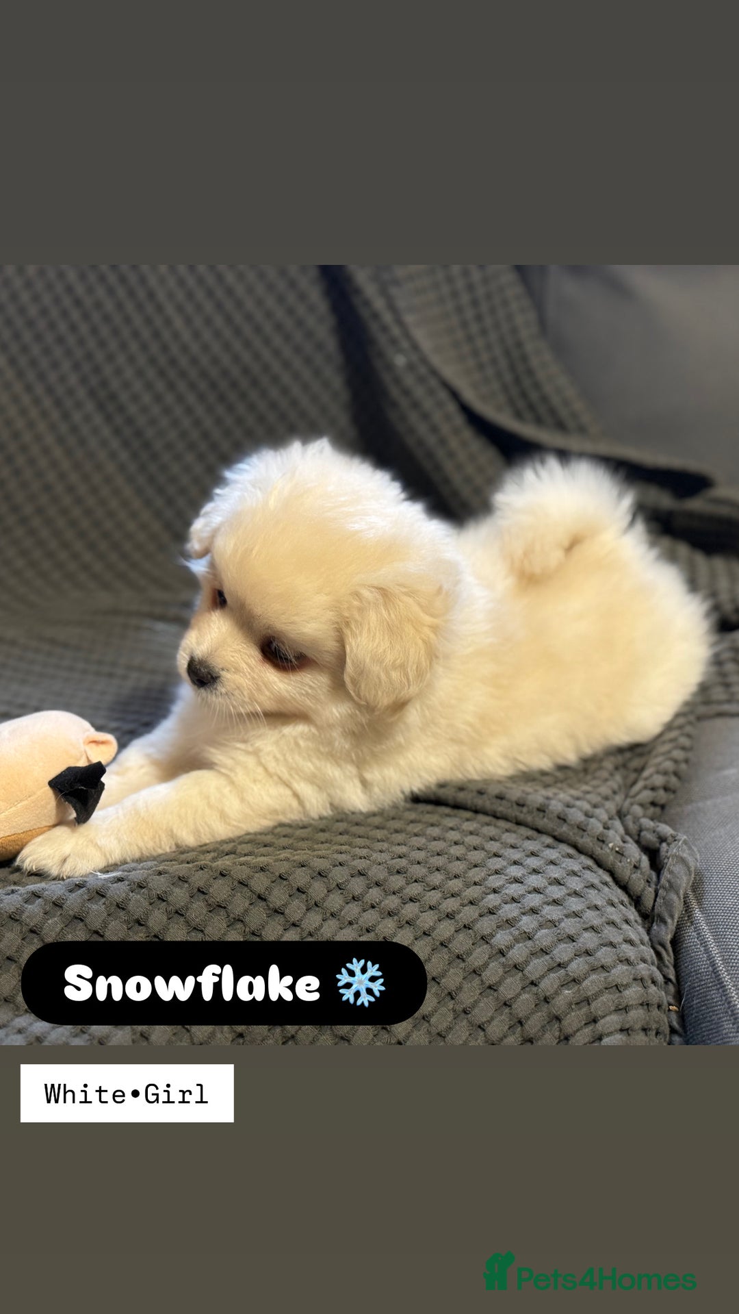 Mixed Breed dogs for sale: Adorable Pomapoo puppies- ready soon - Image 5