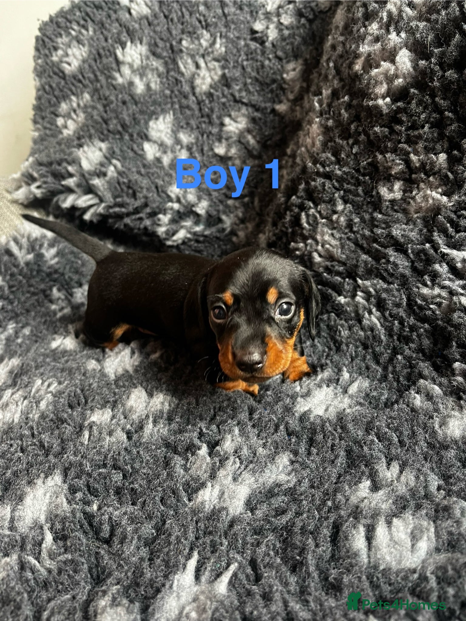 Black and Tan Boy 1 