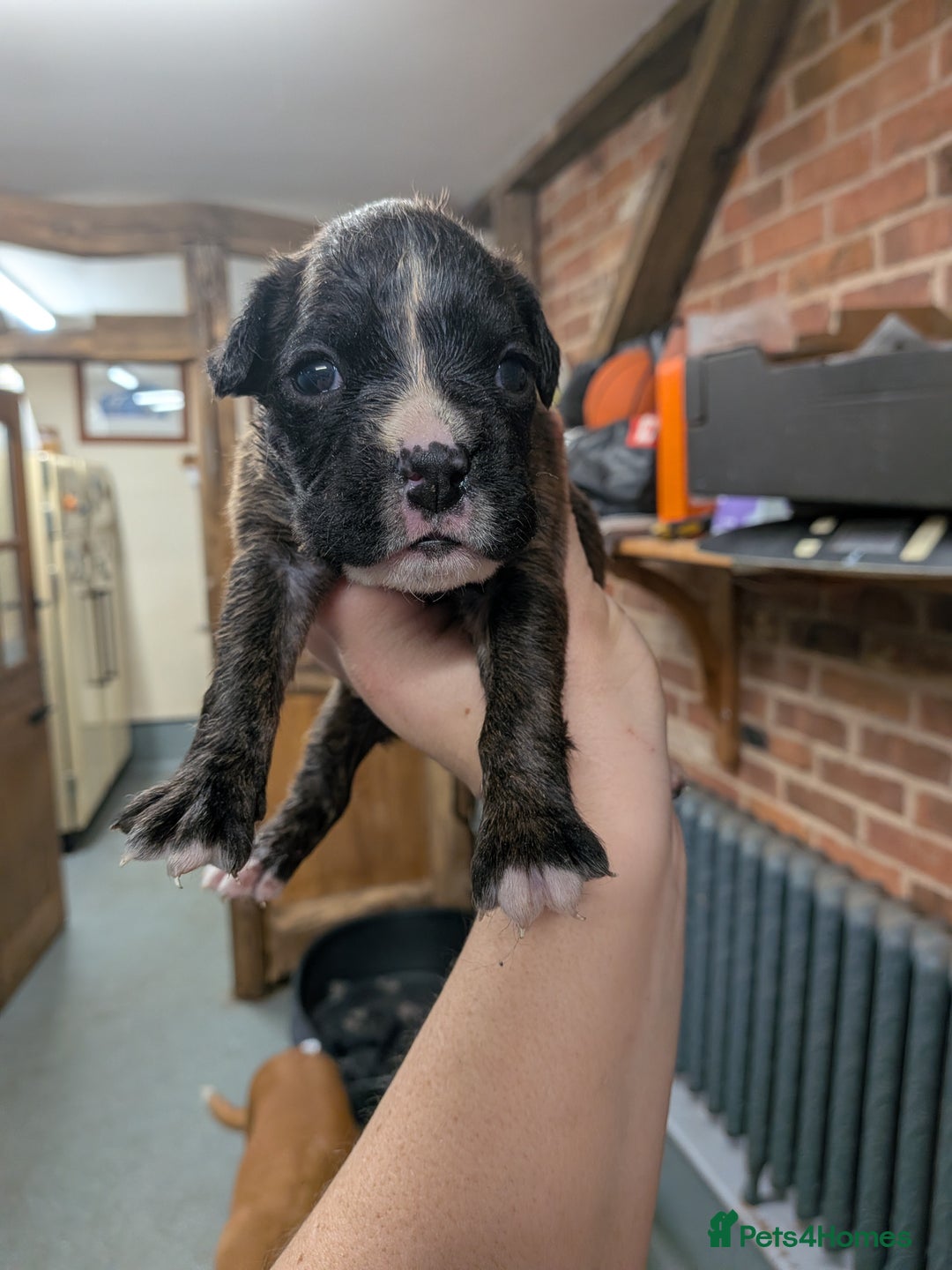 Boxer dogs for sale: KC registered tailed and bobtailed boxer puppies  - Advert 7