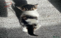 Domestic Shorthair cats for sale: Mixed litter domestic shorthair - Image 5