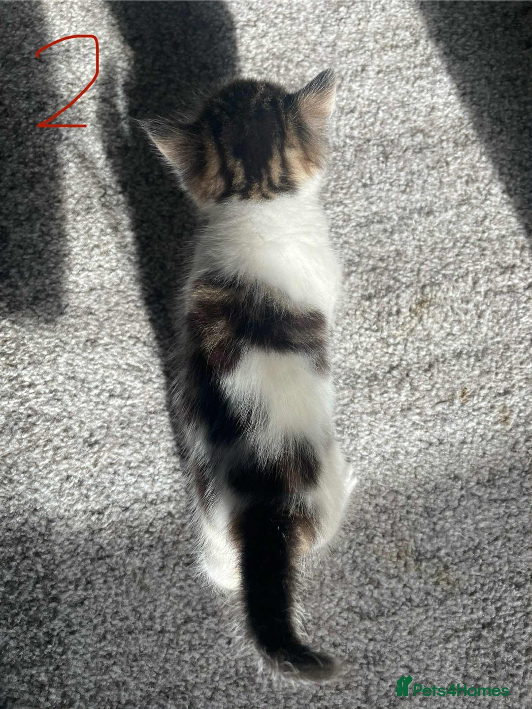 Domestic Shorthair cats for sale: Mixed litter domestic shorthair - Image 5
