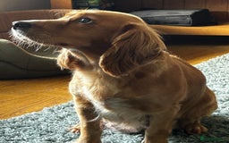 Cocker Spaniel dogs for sale: ✨ Cuddles Await from our Cocker Spaniel Pups  - Image 39