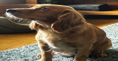 Cocker Spaniel dogs - Advert 16