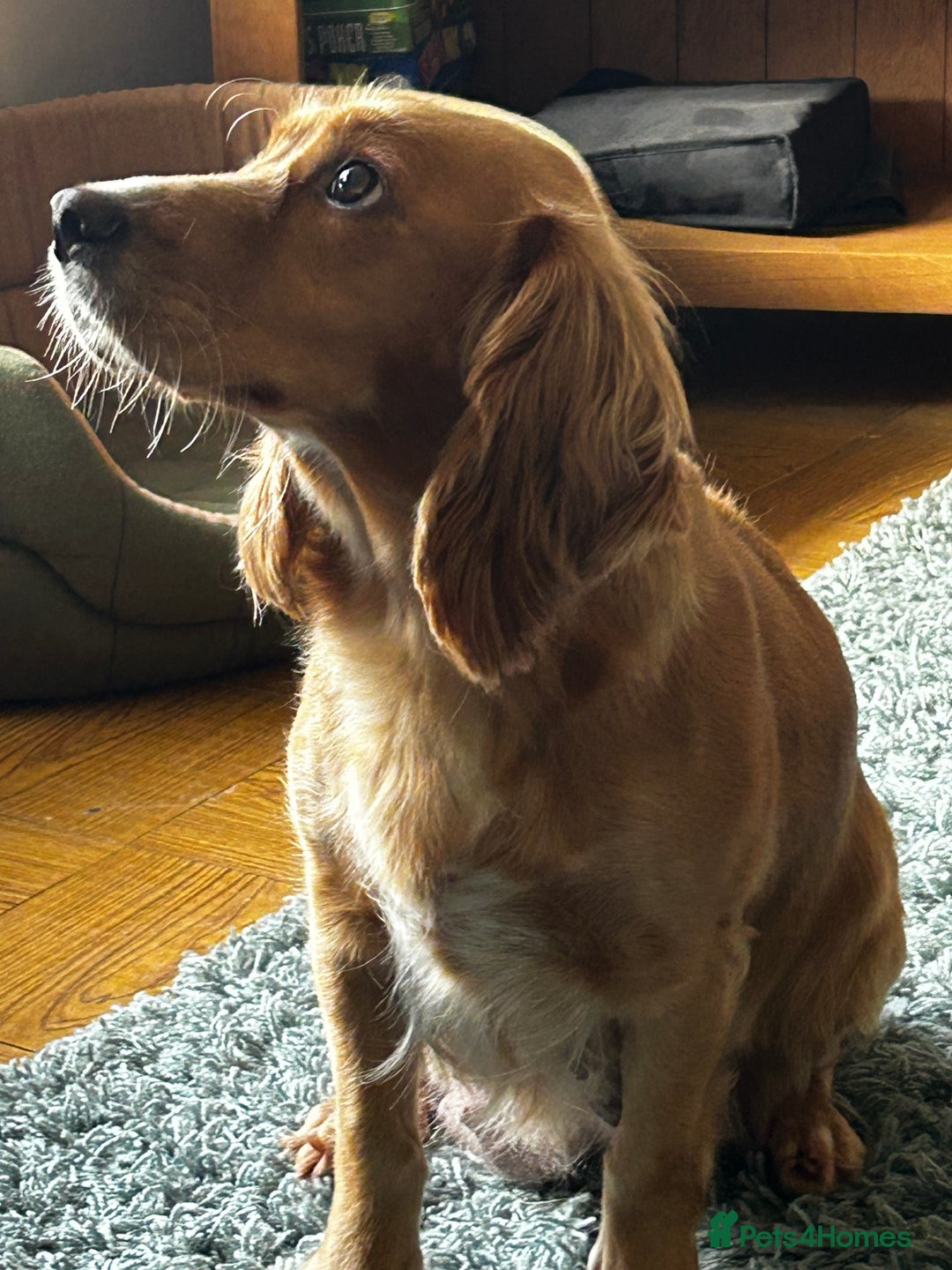 Cocker Spaniel dogs for sale: ✨ Cuddles Await from our Cocker Spaniel Pups  - Image 39