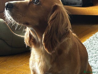 Cocker Spaniel dogs ✨ Cuddles Await from our Cocker Spaniel Pups - Advert 2