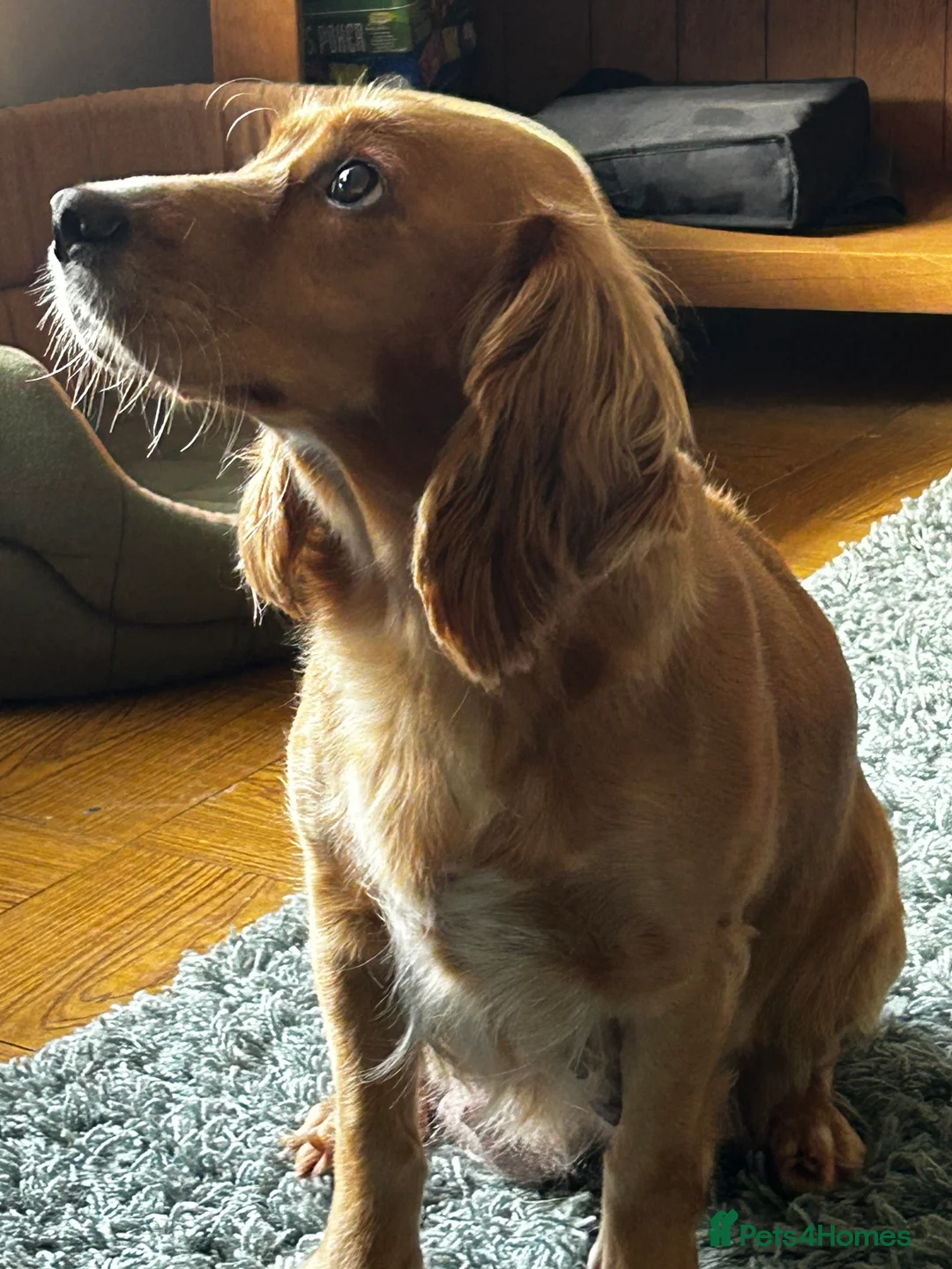 Cocker Spaniel dogs for sale: ✨ Cuddles Await from our Cocker Spaniel Pups  - Advert 1