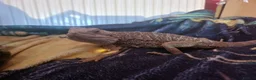 Bearded Dragon reptiles for sale: Estimated 3 yrs old Male beardie - Castiel - Advert 3