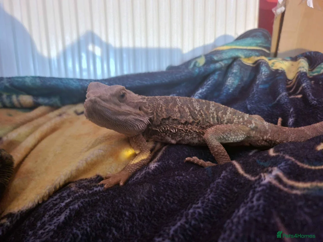 Bearded Dragon reptiles for sale: Estimated 3 yrs old Male beardie - Castiel - Advert 3