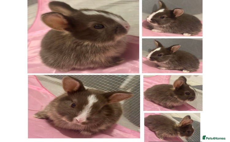 Mixed Breed rabbits - Advert 3