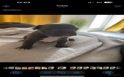 French Bulldog dogs for sale: Adorable French bulldog puppies for sale - Image 2