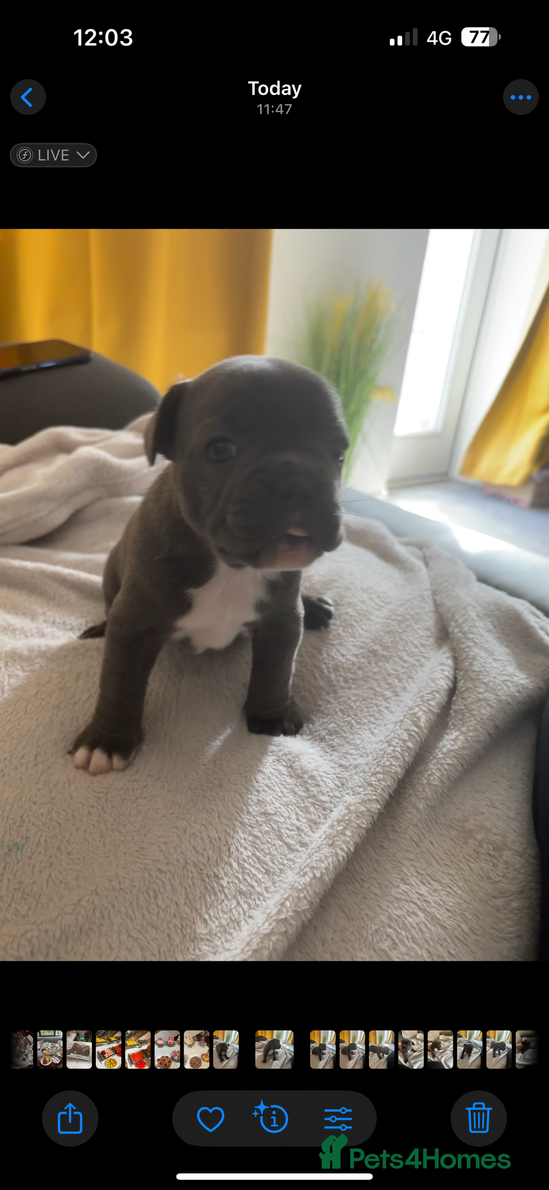 French Bulldog dogs for sale: Adorable French bulldog puppies for sale - Image 2