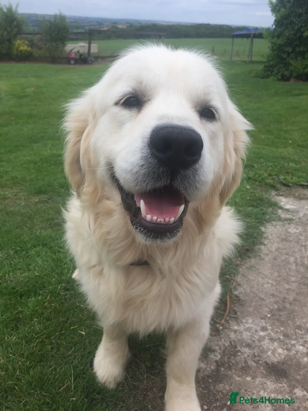 Golden Retriever dogs for sale: 8 golden retriever puppies - Advert 3