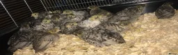 Quail poultry for sale: CHINESE PAINTED BUTTON QUAIL EGGS ! - Advert 19