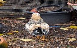 Chickens poultry for sale: Swedish Flower Rare Breed Hens/Cockerels - Image 4