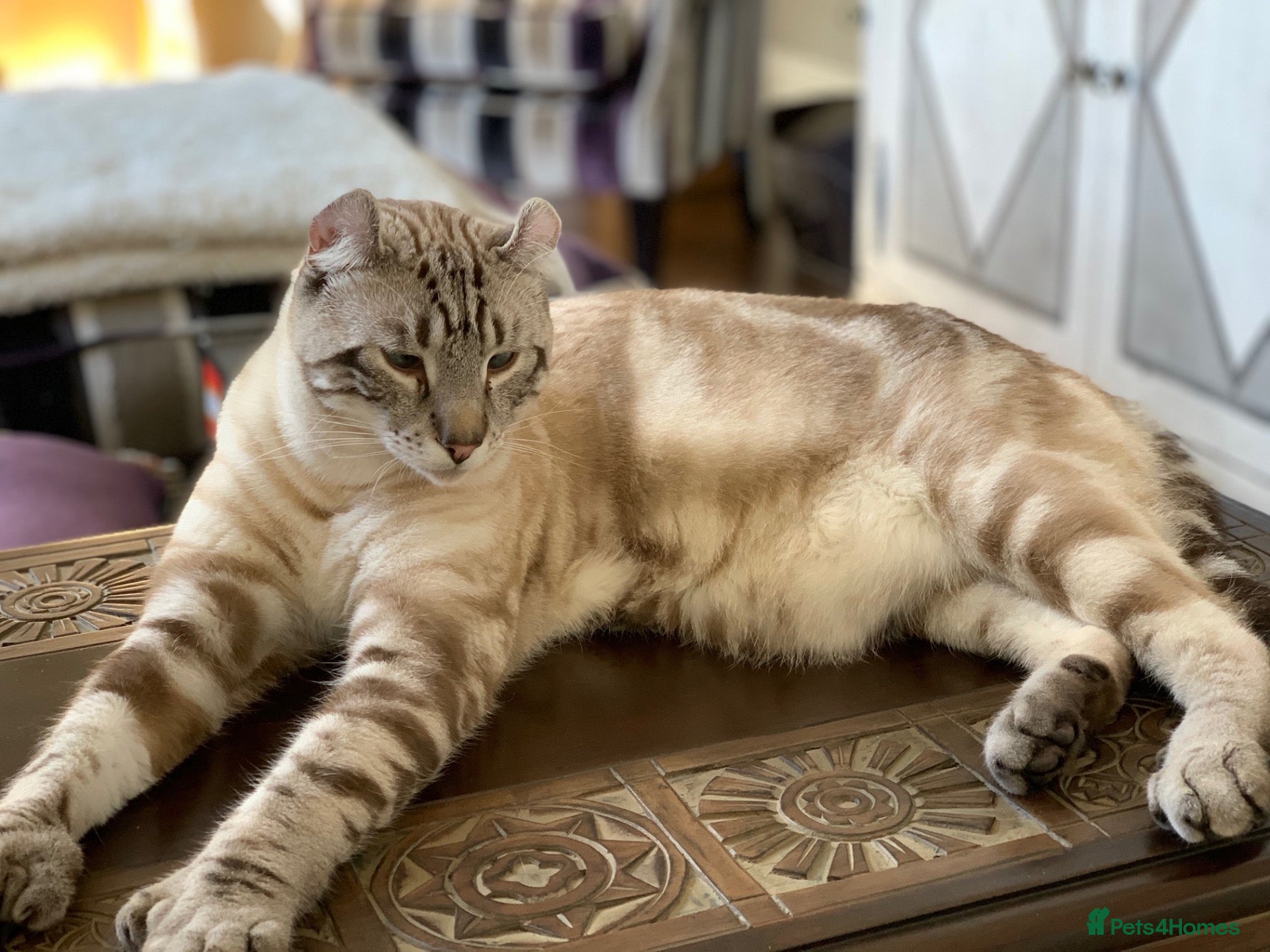 Keetso cats Awesome litter of polydactyl snow leopard Keetsos  - Advert 2